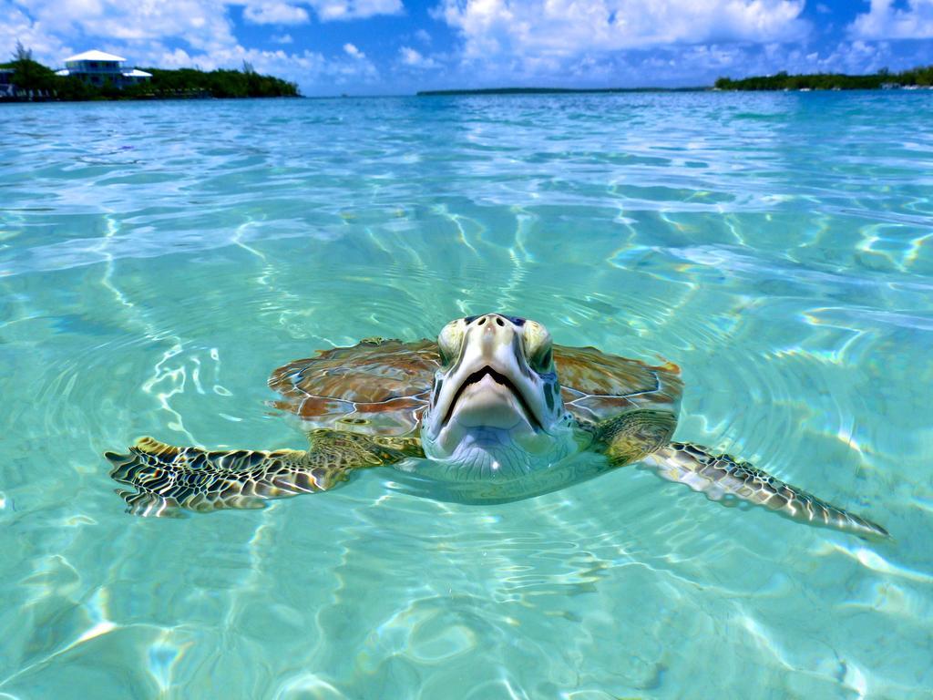 Bluff House Beach Resort & Marina Green Turtle Cay Luaran gambar